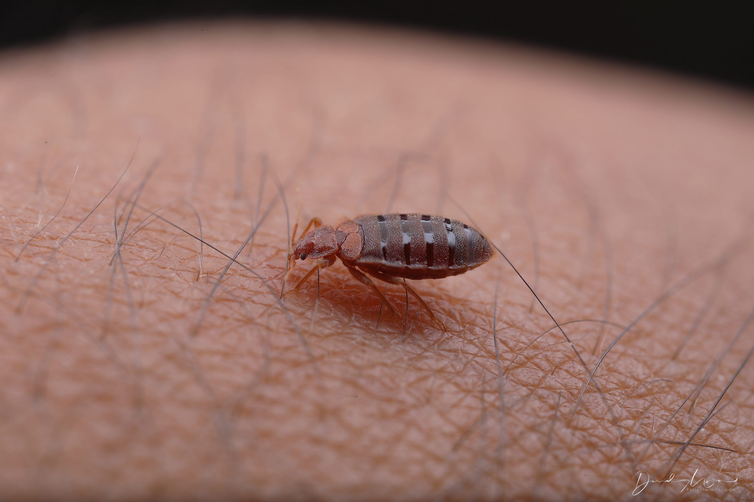 Garrapatas y pulgas: llegan con el calor y transmiten enfermedades